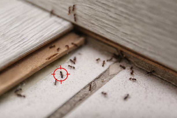 Best Cockroach Control Services  in North Charleston, SC