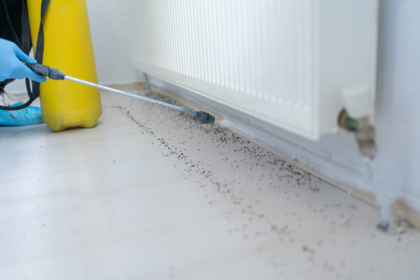 Professional Pest Control in North Charleston, SC