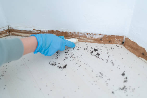 Best Bed Bug Extermination  in North Charleston, SC